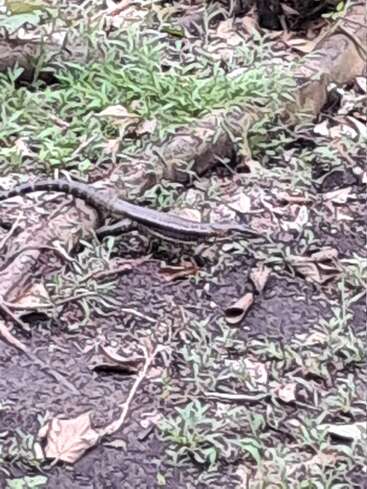 A lizard is seen camouflaged on the ground amongst dry leaves and green grass, blending well with its natural environment in a forested area.