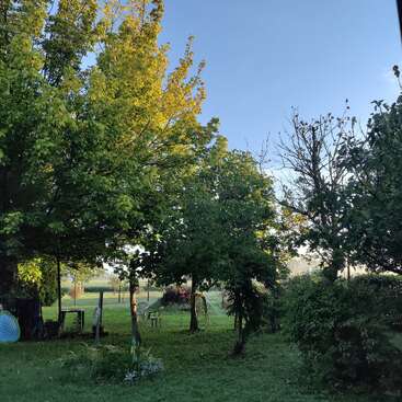 A peaceful backyard scene with lush green trees, a lawn, scattered chairs, garden equipment, and fencing under a clear blue morning sky. Sunlight filters through foliage.
