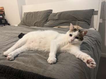 Um gato branco com manchas marrons está deitado confortavelmente em uma cama cinza. O gato está se esticando, parecendo relaxado e contente em um quarto aconchegante.