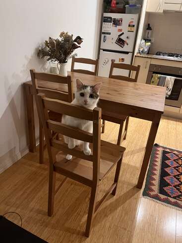 Um gato branco e fofo com manchas pretas está sentado em uma cadeira de madeira em uma mesa de jantar. A cozinha aconchegante inclui flores secas, uma geladeira e um forno.