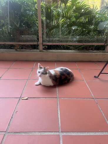 Um gato malhado está deitado no chão de ladrilhos vermelhos, parecendo relaxado. Atrás dele, há uma barreira de vidro com plantas verdes exuberantes, criando uma atmosfera pacífica.