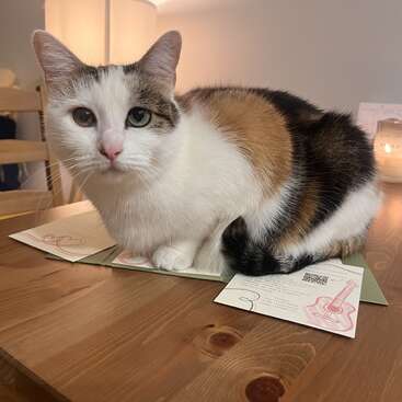 Um gato malhado senta-se confortavelmente em cima de alguns papéis em uma mesa de madeira, olhando diretamente para a câmera. A iluminação ambiente quente e uma vela brilham suavemente.