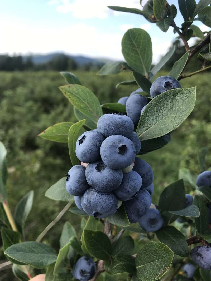 Help on our blackcurrant and blueberry farm in Eastern Township, Québec