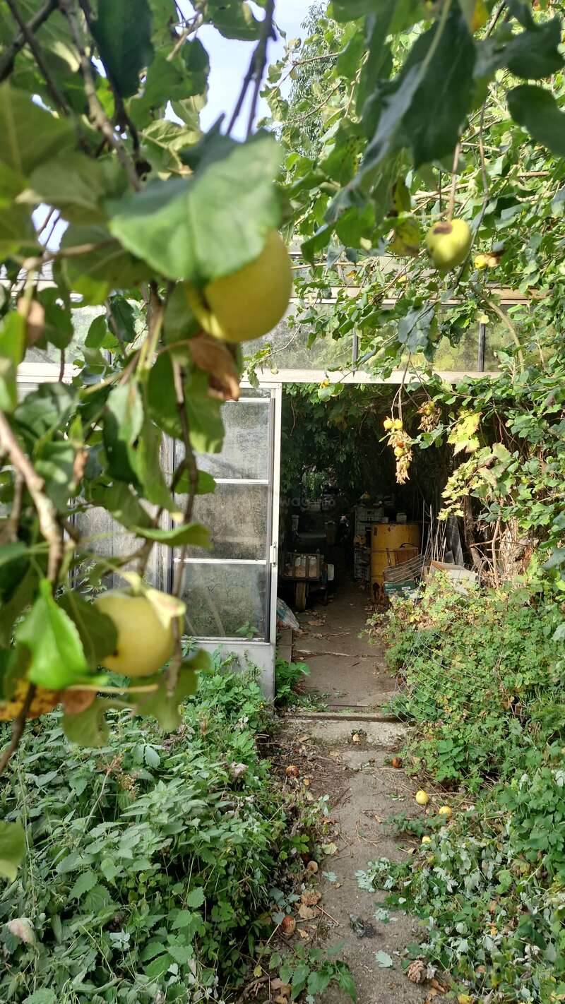 Manzanas amarillas maduras cuelgan de ramas frondosas que enmarcan un camino que conduce a un invernadero lleno de herramientas de jardinería, cajas y luz solar natural que se filtra.