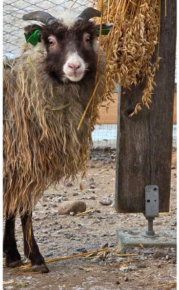 A imagem mostra duas cabras com brincos verdes nas orelhas comendo feno e, na foto da direita, três coelhos grandes descansam no chão ao lado da cabra.