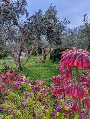 Das Bild zeigt eine heitere Gartenszene mit Olivenbäumen, bunten Blumen und üppigem Grün vor einem blauen Himmel mit weißen Wolken.