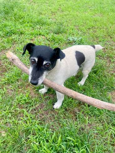 Un petit chien noir et blanc se tient sur de l'herbe verte, tenant un grand bâton dans sa gueule, regardant vers le haut avec des yeux vifs et expressifs, l'air enjoué.