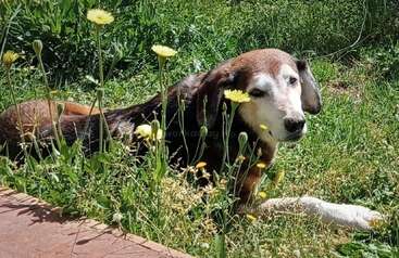 Un vieux chien au visage blanc est couché dans de hautes herbes vertes et des fleurs jaunes, profitant d'une journée ensoleillée. Il a l'air paisible et détendu en plein air.