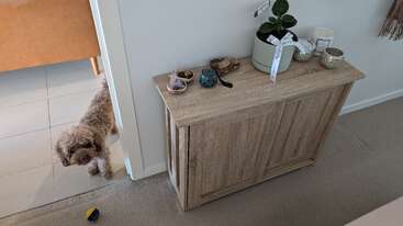 Un pequeño perro de pelo rizado está de pie en una puerta, mirando hacia el interior. Un armario de madera cercano contiene una planta, velas, pequeños cuencos, cristales y objetos decorativos.