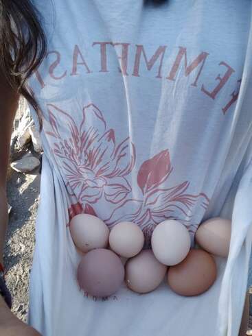 A person uses their white T-shirt to carry nine fresh eggs of various shades. The shirt has a floral design and partially visible, reversed text.
