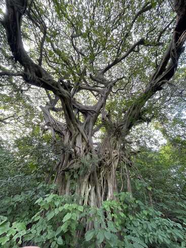 La imagen representa un majestuoso árbol de ramas extendidas y troncos gruesos y nudosos, rodeado de exuberante vegetación y sobre un cielo brillante y sobreexpuesto.