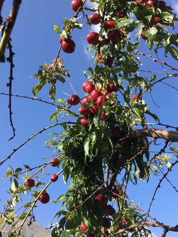 L'image représente un arbre chargé de fruits d'un rouge éclatant, sur fond de ciel bleu brillant et d'une chaîne de montagnes majestueuse.