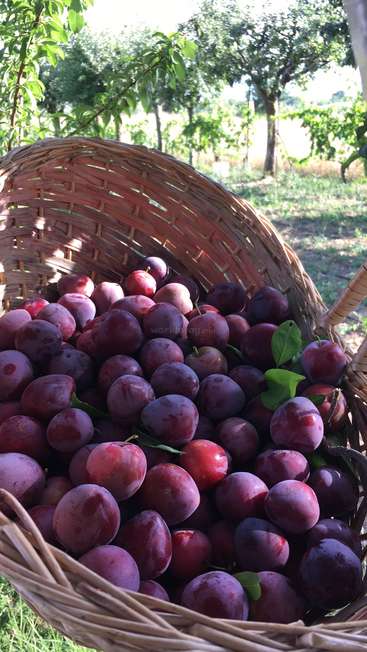 L'image représente un grand panier débordant de prunes mûres, situé dans un verger luxuriant, mettant en valeur la générosité de la nature.