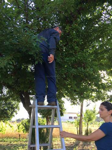 Un homme se tient sur une échelle et se penche pour cueillir des fruits sur un arbre. Une femme l'aide, probablement dans un jardin ou un verger.