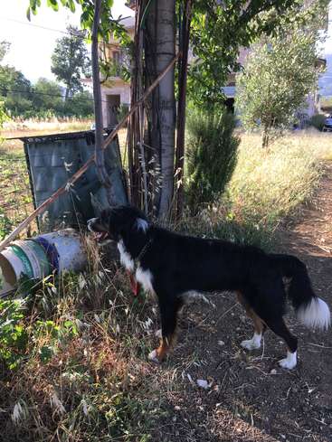 L'image représente un chien noir et blanc debout dans une cour, entouré d'arbres et de buissons, avec un grand conteneur métallique et une maison visible à l'arrière-plan.