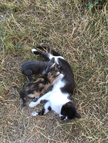 L'image représente deux chatons en train de s'amuser sur une surface herbeuse, avec un chaton couché et l'autre debout au-dessus de lui, tous deux semblant être en mouvement.