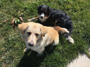 L'image représente deux chiens couchés sur une pelouse, l'un se tenant devant l'autre, les deux faisant face à l'appareil photo.
