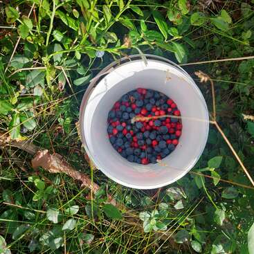 Un cubo blanco lleno de arándanos y bayas rojas recién recolectados descansa sobre el suelo cubierto de hierba del bosque, rodeado de un frondoso follaje verde y plantas de vivos colores.