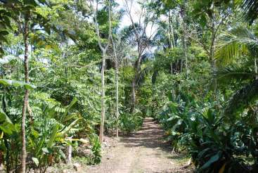 The image depicts a dirt path winding through a lush, tropical forest, with a variety of green plants and trees lining the path.
