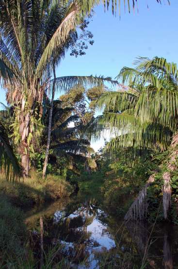 The image depicts a serene tropical scene, featuring a small stream flanked by lush palm trees and other vegetation, set against a clear blue sky.
