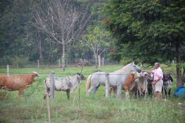 The image depicts a man feeding a group of cows and a horse in a fenced field, with trees and a grassy area in the background.