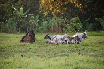 The image depicts a serene scene of five cows resting in a lush grassy field, surrounded by trees and foliage. The cows are predominantly white and brown.
