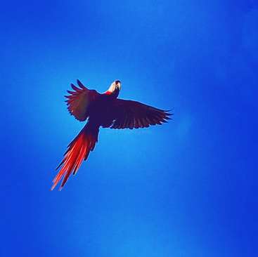 The image depicts a vibrant red macaw soaring through a clear blue sky, its wings spread wide in mid-flight, with a subtle watermark in the center.