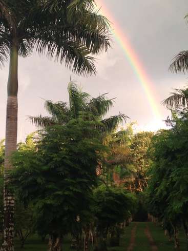 The image depicts a vibrant rainbow stretching across a lush tropical landscape, with palm trees and other greenery set against a gray sky.