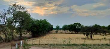 Eine friedliche Landschaft mit goldenem, trockenem Gras, verstreuten grünen Bäumen, einem Feldweg und einem ruhigen Himmel mit weichen Wolken bei Sonnenuntergang. Stille Schönheit.