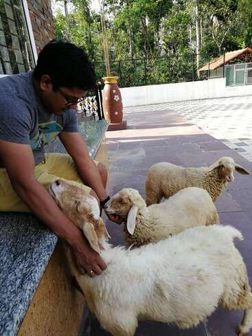 Ein Mann sitzt auf einer Bank und kümmert sich liebevoll um drei Schafe. Die Szenerie befindet sich im Freien, mit Grünpflanzen, dekorativen Vasen und gefliestem Pflaster im Hintergrund.