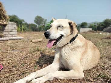 Ein glücklicher hellbrauner Hund mit schwarzem Halsband ruht auf trockenem Gras in einer ländlichen Umgebung, streckt die Zunge heraus und genießt das sonnige, friedliche Wetter.