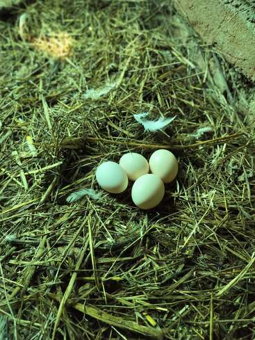 Four white eggs are nestled closely together on a bed of straw and hay, accompanied by scattered small white feathers in a dimly lit environment.
