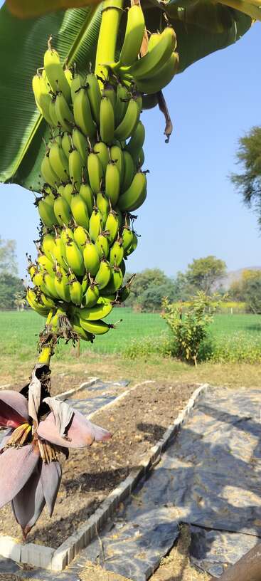 A large bunch of unripe green bananas hangs from a banana plant. The background shows green fields, trees, and clear blue sky under sunlight.