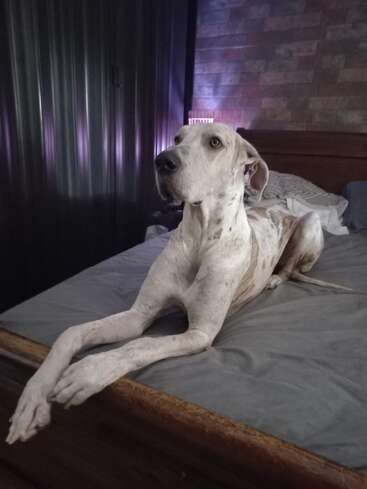 A large, light-colored dog with spots lies comfortably on a bed. The background shows a brick wall and striped closet doors, creating a cozy atmosphere.