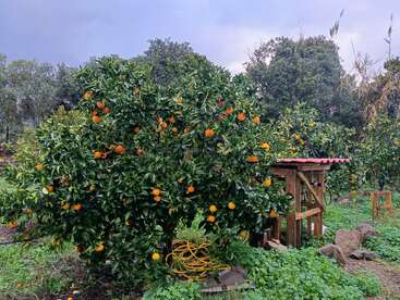 A vibrant orange tree with ripe fruit stands in a green garden. Nearby, a wooden shed and yellow hose add rustic charm to the orchard scene.