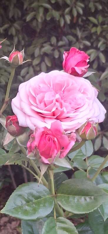 Une magnifique rose rose en pleine floraison est entourée de plusieurs petits boutons de rose. Les feuilles d'un vert luxuriant et le fond feuillu créent une scène de jardin sereine.