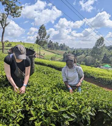 Dos mujeres están recogiendo hojas de té en una exuberante plantación de té verde bajo un cielo azul soleado con nubes esponjosas, rodeadas de hermosas colinas onduladas y árboles.