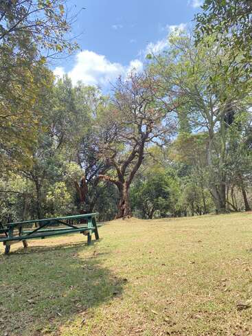 Un día soleado en un parque con césped verde, una mesa de picnic de madera y árboles altos bajo un cielo azul con nubes dispersas.