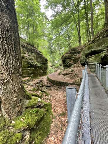 L'image représente une scène de forêt sereine avec une passerelle métallique et une clôture à mailles losangées, entourée de gros rochers et d'arbres, évoquant un sentiment de beauté naturelle et de tranquillité.