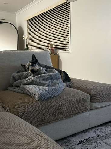 A dog is cozily resting on a beige couch, snuggled under a fluffy grey blanket. The room looks tidy with blinds and minimal decor.