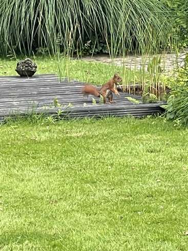 Ein rotes Eichhörnchen steht wachsam auf einer hölzernen Plattform in der Nähe eines üppigen, grünen Gartenteichs, umgeben von hohen Gräsern, Grünzeug und lebendigem, gut gepflegtem Rasen.