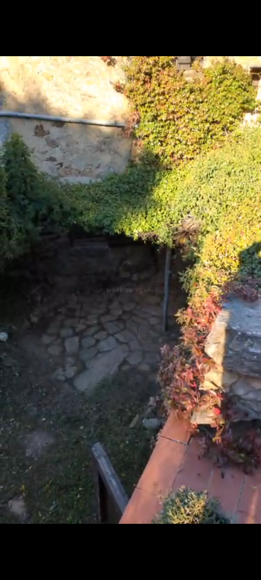 Un viejo patio de piedra con enredaderas trepadoras verdes y rojas cubiertas de maleza, césped parcial, la luz del sol proyectando sombras, paredes rústicas y una sección de repisa de baldosas de terracota.