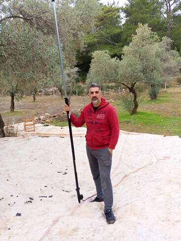 Um homem com capuz vermelho está ao ar livre em uma grande lona branca, segurando uma vara longa sob oliveiras, possivelmente colhendo azeitonas, cercado por vegetação.
