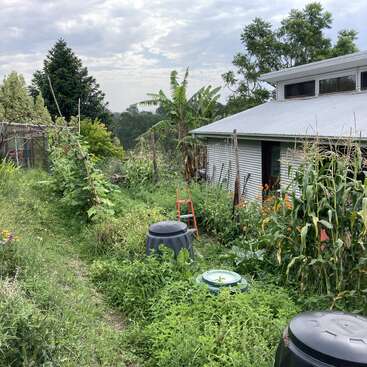 A lush, green garden surrounds a tin-roofed house. Tall corn, banana plants, compost bins, and a red ladder are visible under a cloudy sky.
