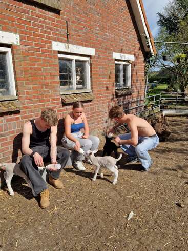 Three people sit outside a red brick barn, feeding baby lambs with bottles. The weather is sunny, and the scene looks warm, relaxed, and cheerful.