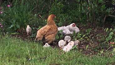 Uma galinha fica de olho nos seus pintinhos fofinhos num jardim verde e cheio de grama. Outra galinha branca descansa ali perto, criando uma cena tranquila e bucólica de fazenda.
