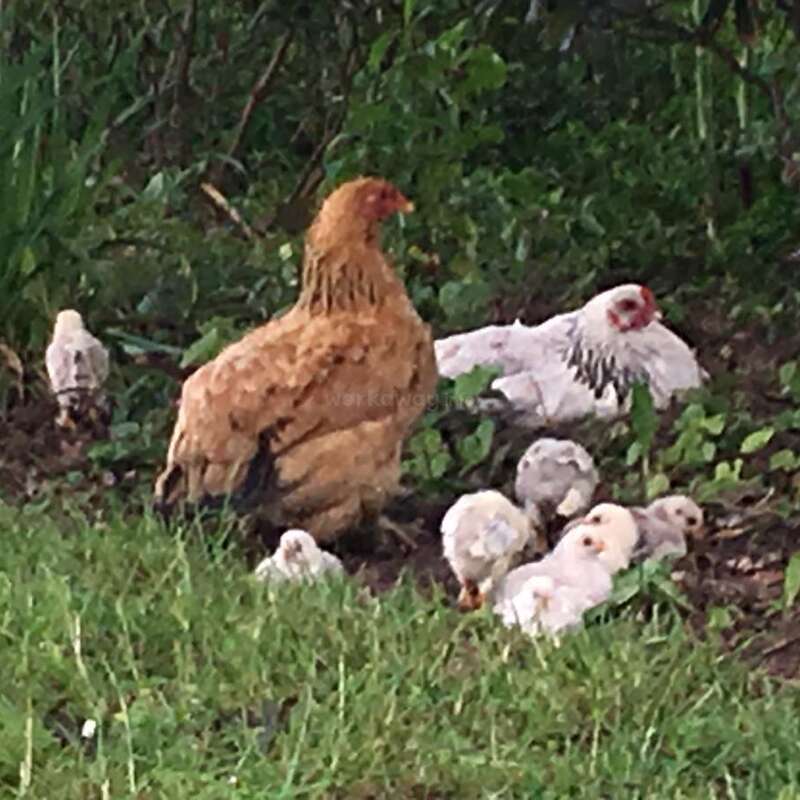A hen stands watchfully among her fluffy chicks in a grassy, green garden. Another white chicken rests nearby, creating a peaceful, pastoral farm scene.