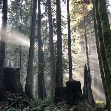 La luz del sol se filtra a través de los altos árboles cubiertos de musgo en un bosque brumoso. Los helechos cubren el suelo del bosque, mientras que los rayos de luz iluminan la serena escena natural.