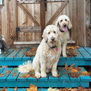 Two fluffy dogs and a cat sit on blue wooden steps covered with autumn leaves, in front of a rustic wooden cabin with a large decorative door.