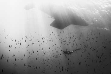 The image depicts a diver swimming near a large ship\'s propeller, surrounded by a school of small fish in the ocean, with sunlight filtering through the water.